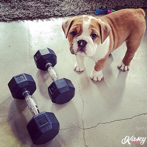 10993487_569296499840458_7142340296514947226_n