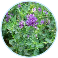 Alfalfa Grass