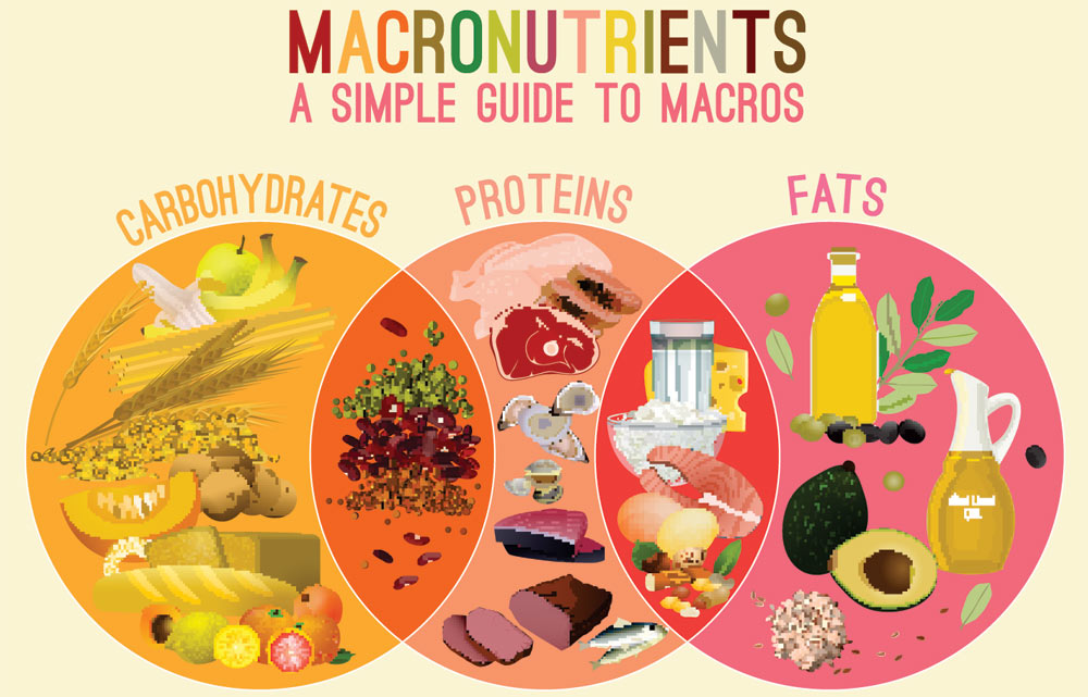 Importance Of Macronutrients