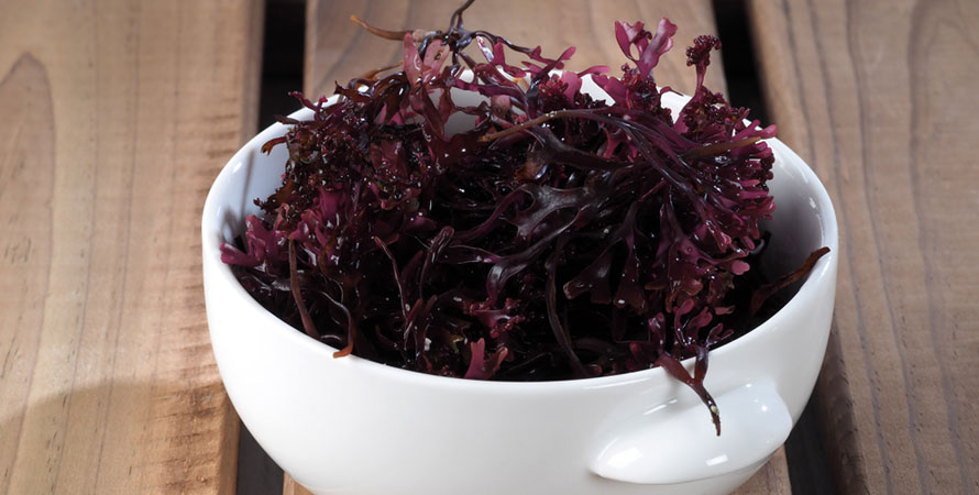 Irish Sea Moss