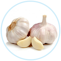 Garlic