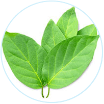 Gymnema Sylvestre