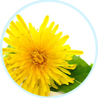 Dandelion