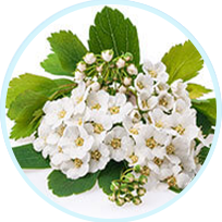 Meadowsweet