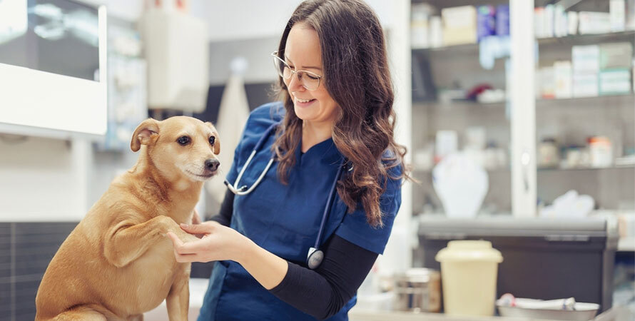 What Can I Give My Dog for Joint Pain at Home – Consult a Veterinarian
