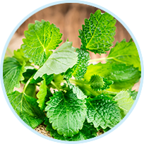 Lemon Balm
