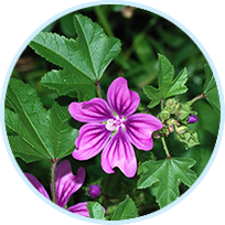 Mallow Extract