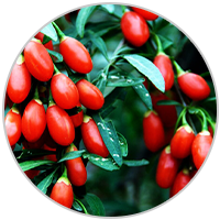 Carnosine