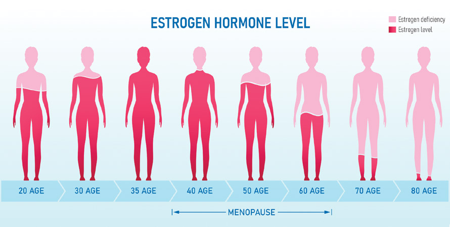 estrogen hormone levels