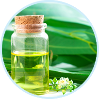 Eucalyptus Oil