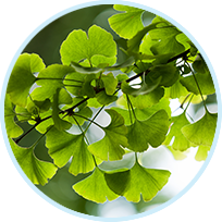 Ginkgo Leaf