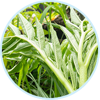 Glucomannan