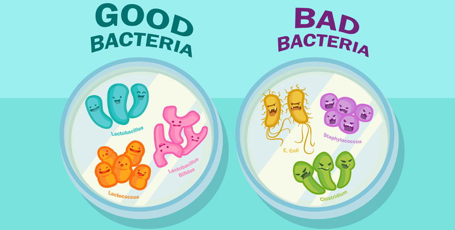Good Bacteria