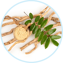 Panax Ginseng Root