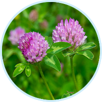 Red Clover Flower Powder